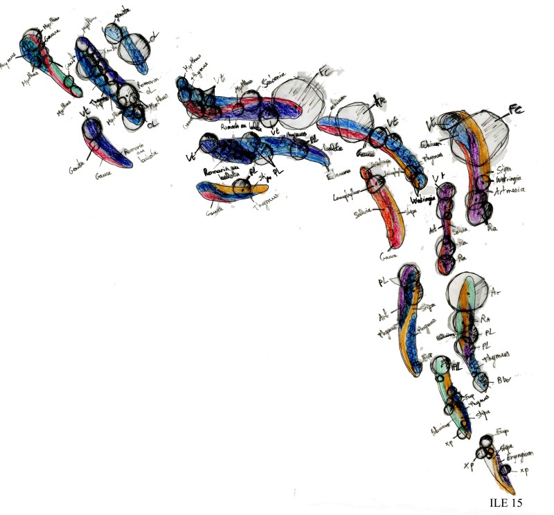 coquis plantation credit personnel